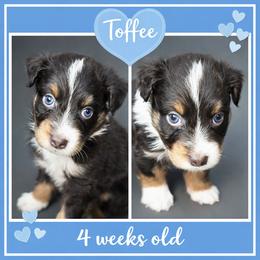 Toffee - Red tri-color male Australian Shepherd puppy in Lakeland, Florida from Aussies of Hope LLC