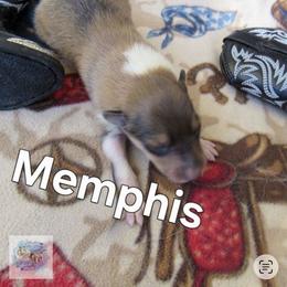 Memphis - Sable and white male Collie puppy in Morocco, Indiana from Collegiate Bassets and Rheign Collies