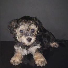 Banks - Parti male Maltipoo puppy in Palmdale, California from J Designer Puppies