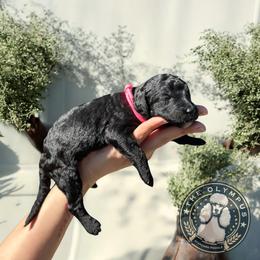 Feyre - Black female Poodle puppy in Spring Hills, Florida from The Olympus Standard Poodle