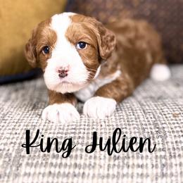 King Julien - Red male Australian Labradoodle puppy in Decatur, Alabama from Southern Meadows Doodles
