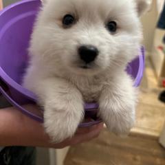 Japanese Spitz Puppies from IMag Japanese Spitz