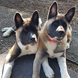 Akita Puppies from Mizuki Akita LLC.