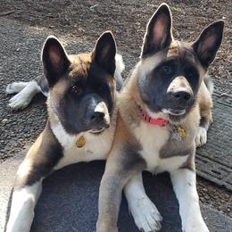 Akita Puppies from Mizuki Akita LLC.