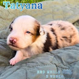 Tatyana - Red merle female Australian Shepherd puppy in Abilene, Texas from S&K Aussies N' Rotties