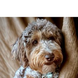 Reese - Bernedoodle