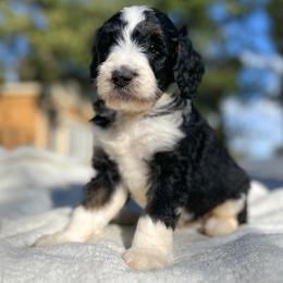 Macbeth - Tri-color male Bernedoodle puppy in Osage City, Kansas from Golden Ridge Goldens