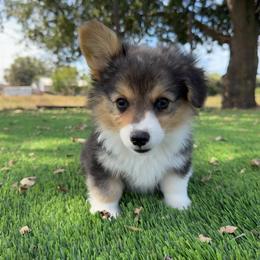 Willie - Black and tan male American Corgi puppy in Red Bluff, California from Circle T Livestock & K9 Co.
