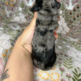 Briar - Black and tan female Dachshund puppy in Beggs, Oklahoma from Parker House Dachshunds