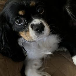 Cammy - Cavalier King Charles Spaniel