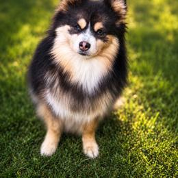Cora - Pomsky