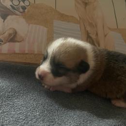 Truffle - Red male Pembroke Welsh Corgi puppy in Griffin, Georgia from Rollnoaks & Cottontail AKC Pembroke Welsh Corgis