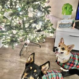 Pembroke Welsh Corgi Puppies from Campbell Ranch Corgis