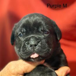 Purple Collar R - Black male Cane Corso puppy in Paris, Texas from Knucklehead Cane Corso