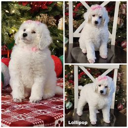 Lollipop - Parti female Poodle puppy in Elma, Washington from Joyful Paw Poodles