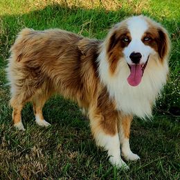 Hercules - Australian Shepherd