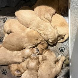 Boy 2 - Golden male Golden Retriever puppy in Maidens, Virginia from Legacy Farm Goldens