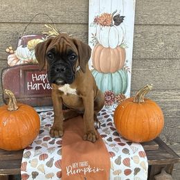 Gracie - Fawn female Boxer puppy in Stevensville, Montana from The Holistic Boxer
