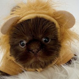 Shih Tzu Puppies from Arizona Sunrise Shih Tzus