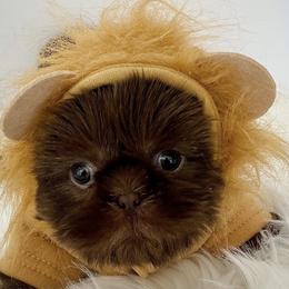 Shih Tzu Puppies from Arizona Sunrise Shih Tzus