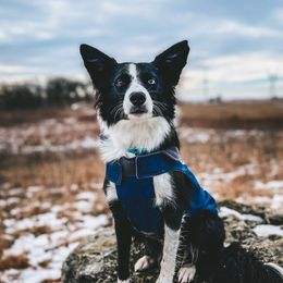 Aura - Border Collie