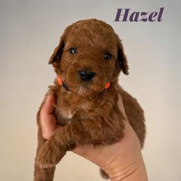 Hazel - Red  female Goldendoodle puppy in Hughesville, Maryland from Fox Run Farm