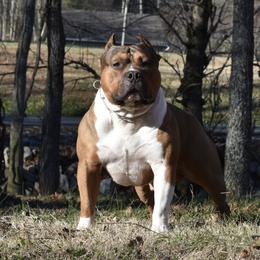 Ralph - American Bully