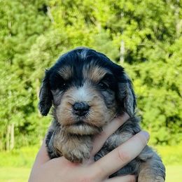 Chaos - Blue merle male Bernedoodle puppy in Hobgood, North Carolina from Four Kids’ Farms, LLC