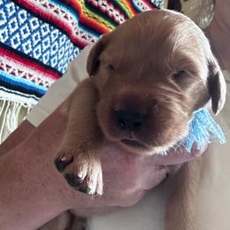 Jefferson--Blue - Dark golden male Golden Retriever puppy in Kenosha, Wisconsin from Gail’s Goldens