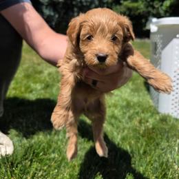 River - Parti female Goldendoodle puppy in Layton, Utah from Lauralyn's Goldendoodles