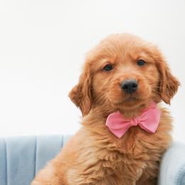 Cocoa - Dark golden female Golden Retriever puppy in Elmwood Park, Illinois from Goldens&MiniAussiesWithFinesse