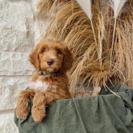 Green - male Golden Mountain Doodle puppy in Leander, Texas from Olive Grove Doodles