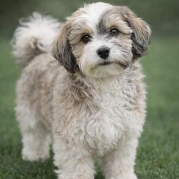Havanese All Grown Up from Melissa Adams