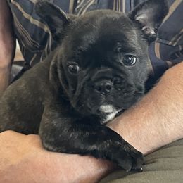 Boston Terrier and French Bulldog Puppies from High Plains