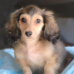Rocky - Cream male Dachshund puppy in Azle, Texas from American Dachshunds