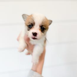 Duchess - Blue - Red female Pembroke Welsh Corgi puppy in Milan, Georgia from Williams’ Welsh Corgis LLC