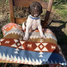 Blue - Liver and white male German Shorthaired Pointer puppy in Union Hall, Virginia from Rustic Creek Farms