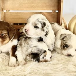 Miniature Australian Shepherds from Bridget's Miniature Aussies