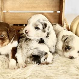 Miniature Australian Shepherds from Bridget's Miniature Aussies