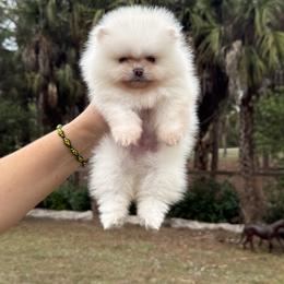 Tiny Casper The Friendly Ghost - White male Pomeranian puppy in Naples, Florida from 🤎 Dreaming Puppies 🐶