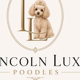 Poodles from Lincoln Luxe Poodles
