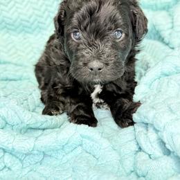 Nitro - male Aussiedoodle puppy in Science Hill, Kentucky from Southern Paws Kennels