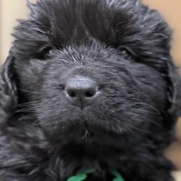 Green boy - Black male Newfoundland puppy in Pottstown, Pennsylvania from Latin of Course Newfoundlands