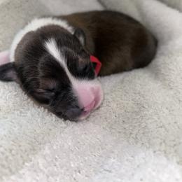 Red collar - Sable and white male American Corgi puppy in Flat Rock, Alabama from Fluffy Butt Acres