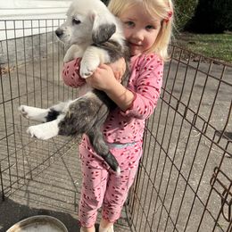 Cardigan Welsh Corgi Puppies from Liberty Valley Farm