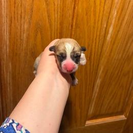 Mr. Spot - Red male Pembroke Welsh Corgi puppy in Delton, Michigan from CorGizmo