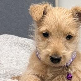 Poodles and Scottish Terriers from Schrute Farms Canine Clan