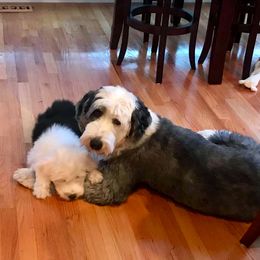 Sheepadoodle Puppies from Narrow Path Puppies