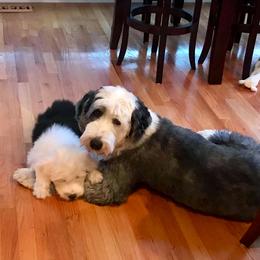 Sheepadoodle Puppies from Narrow Path Puppies