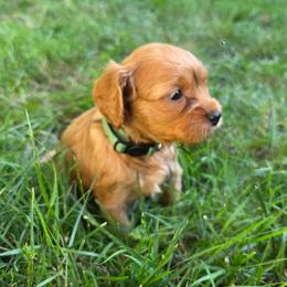 Strawberry Shortcake - Cream female Cavapoo puppy in Lewisburg, Pennsylvania from Jessie's Puppies